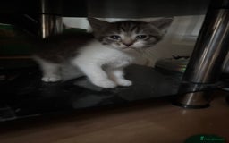 Mixed Breed cats for sale: Two female mixed kittens for sale - Image 14