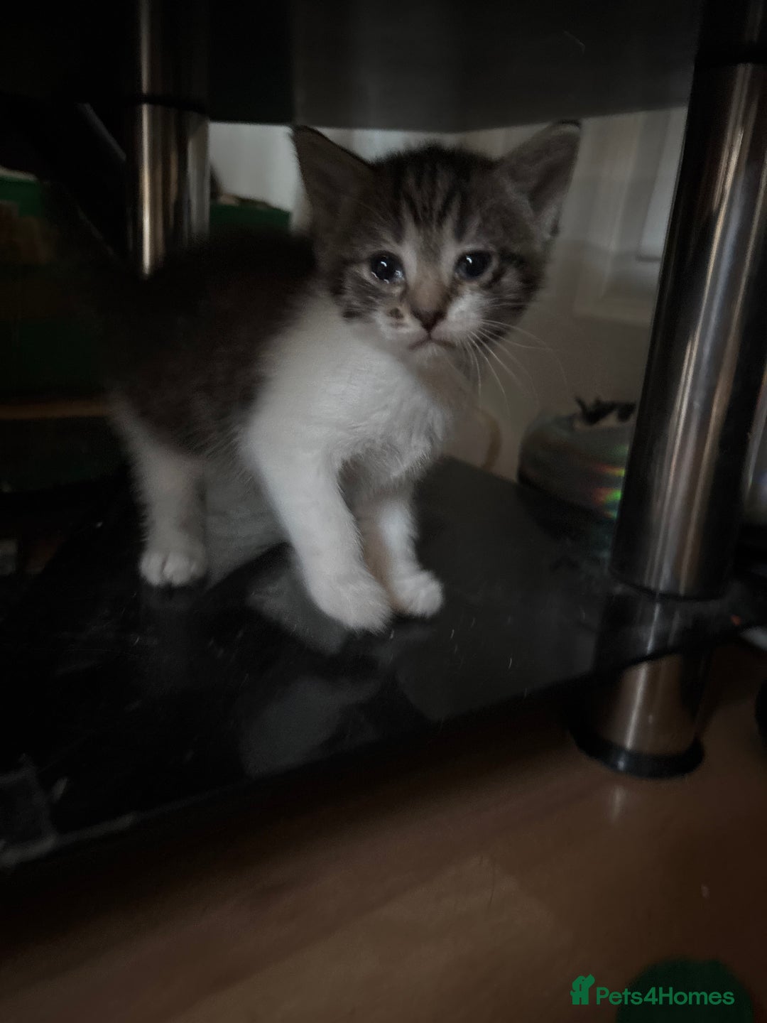 Mixed Breed cats for sale: Two female mixed kittens for sale - Image 14