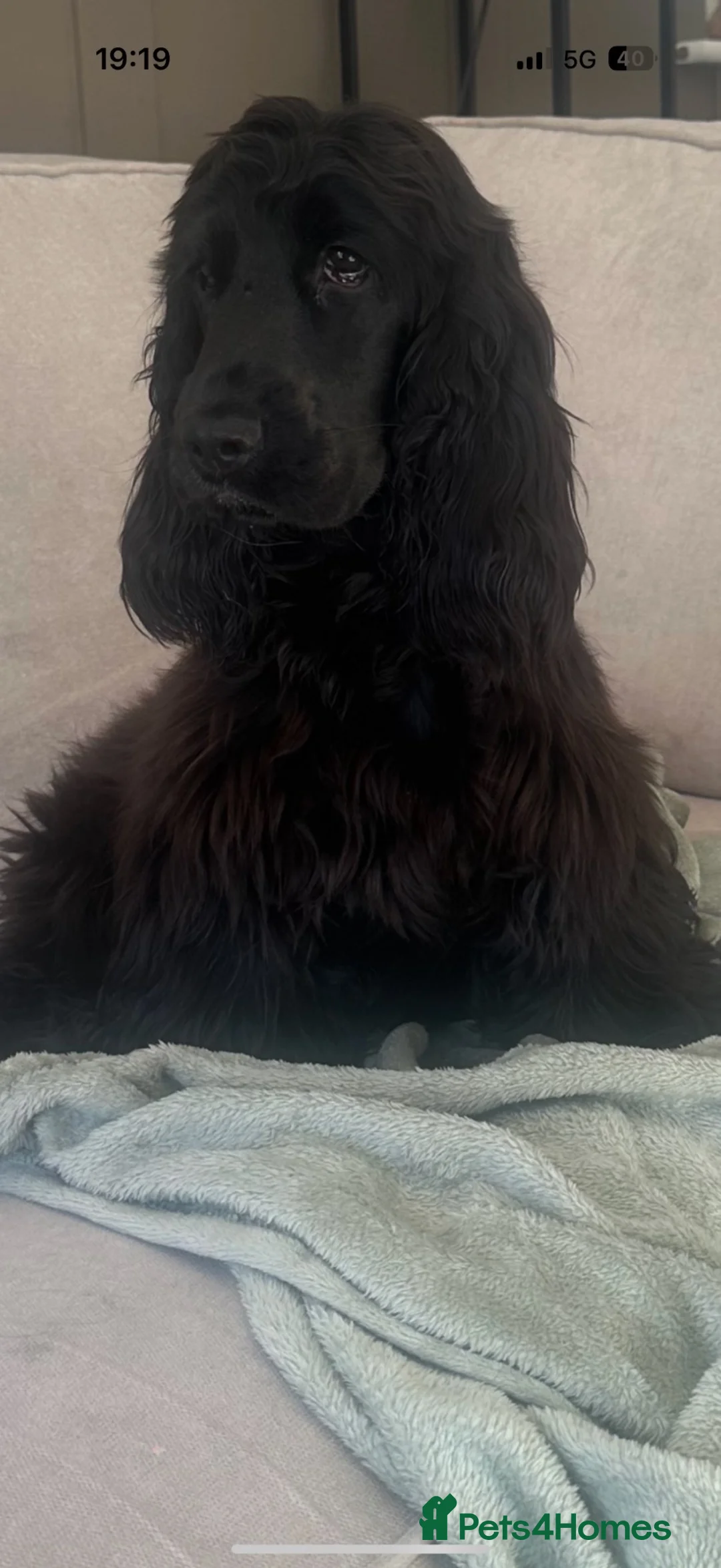 Cocker Spaniel dogs for sale: Show cocker for sale - Advert 7
