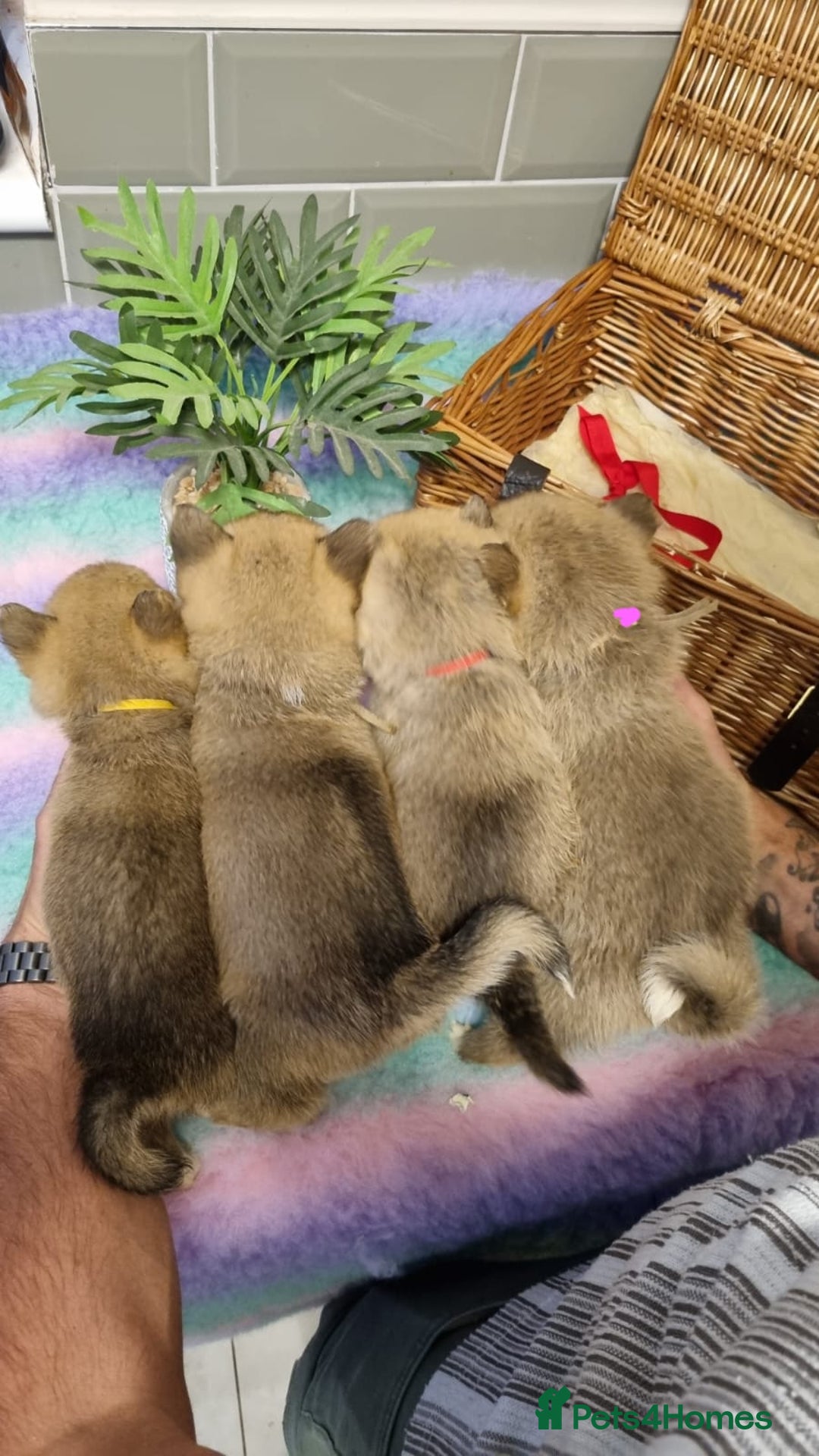Mixed Breed dogs for sale: Corgi-Inus 💙 Just 1 BOY LEFT - Image 20