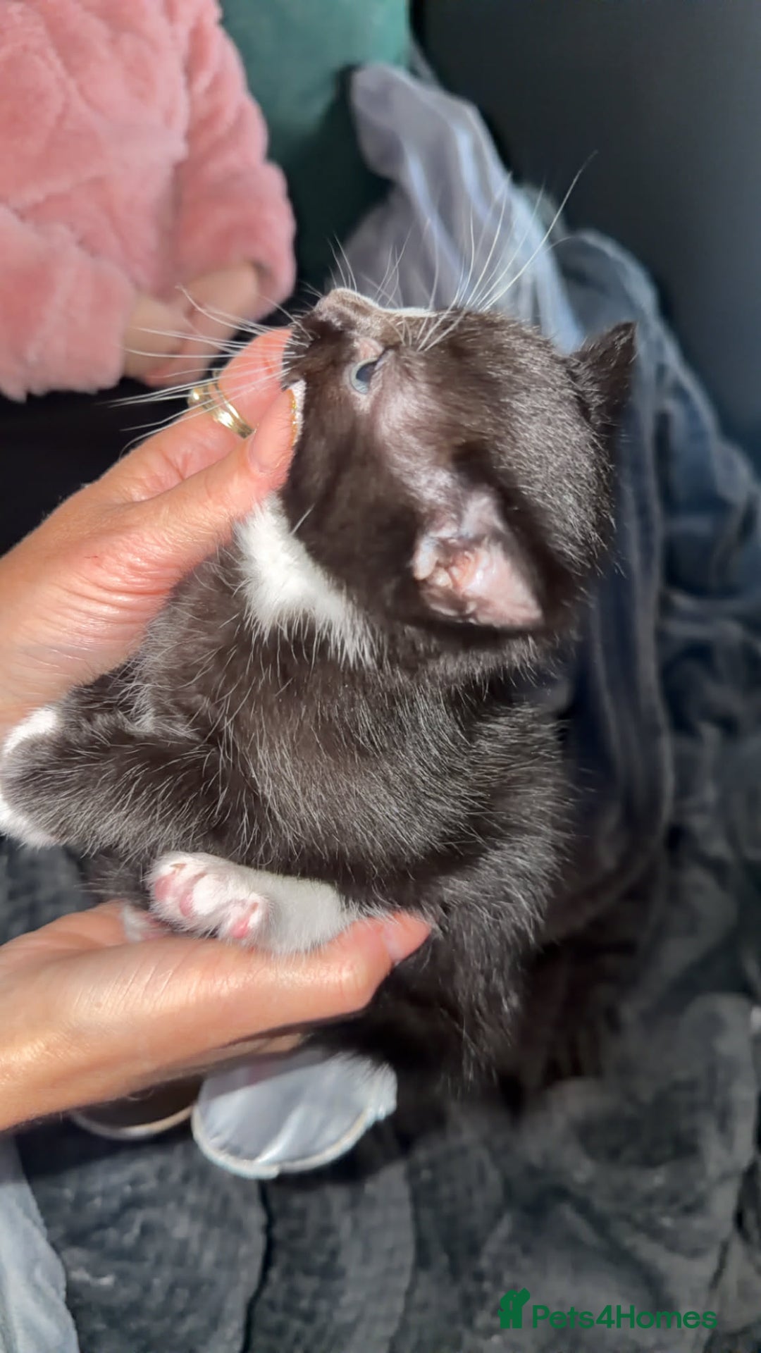 European cats for sale: Very cute and friendly kittens  - Advert 3