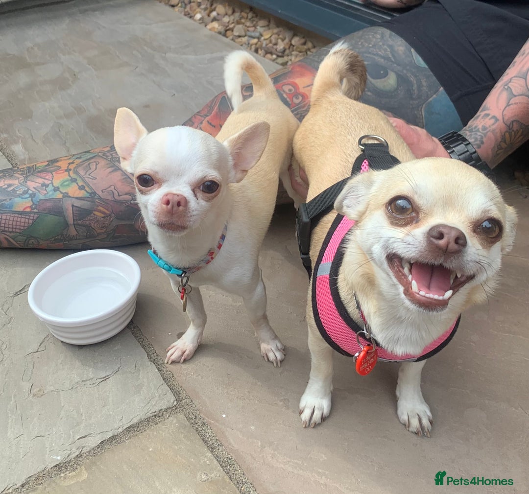 Chihuahua dogs for sale: Stunning Chocolate and white Smooth haired pups - Image 12