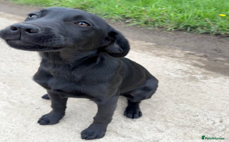 Labrador Retriever dogs - Advert 2