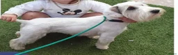Sealyham Terrier dogs for sale: 4 Sealyham terrier puppy’s  - Advert 10