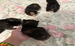 American Curl cats for sale: American curl kittens  - Image 8