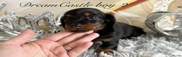 Miniature Dachshund dogs for sale: Adorable miniature datchund Kc reg boys available  - Advert 36