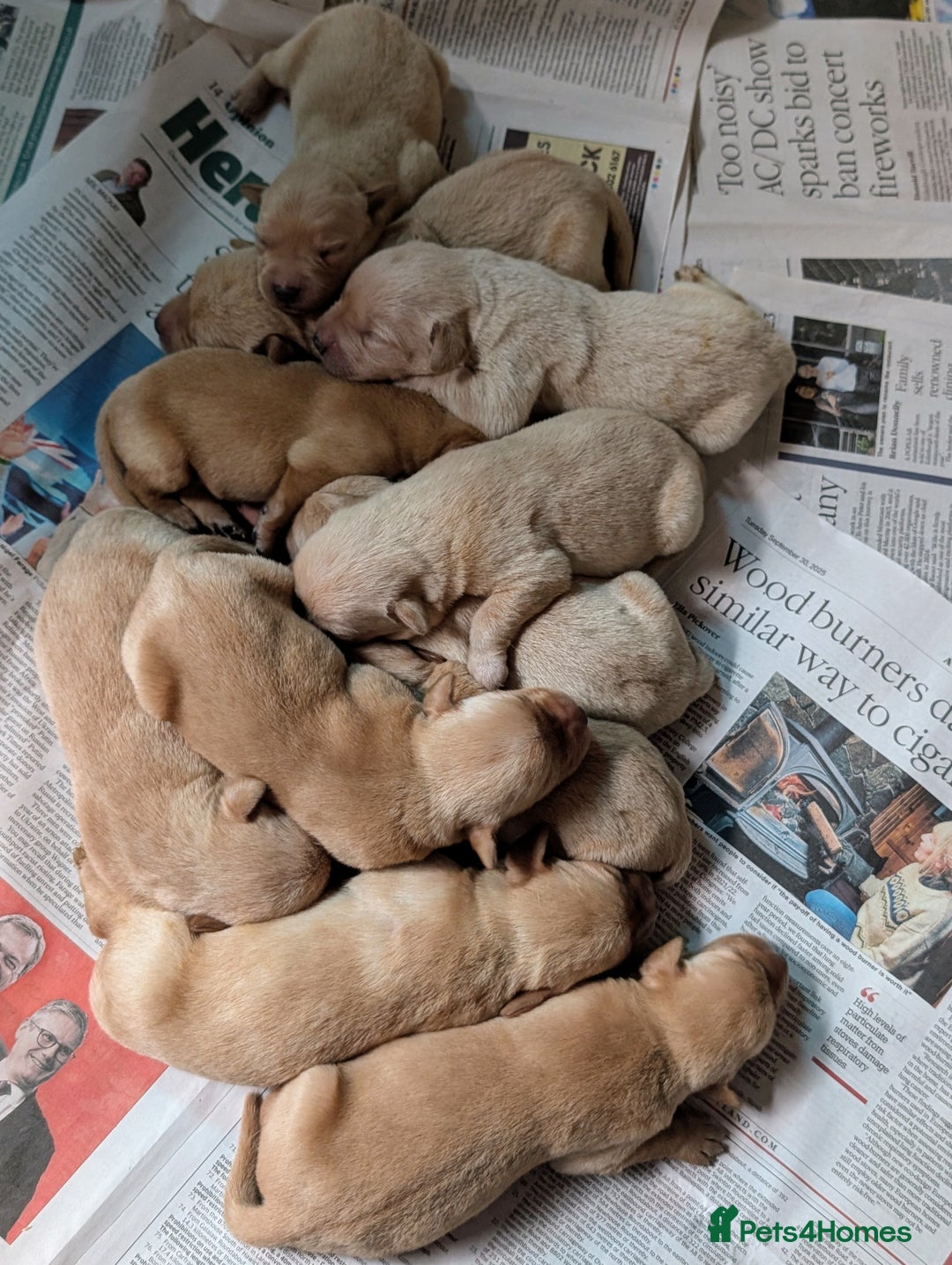 Labrador Retriever dogs for sale: Yellow Labrador Puppies  - Image 3