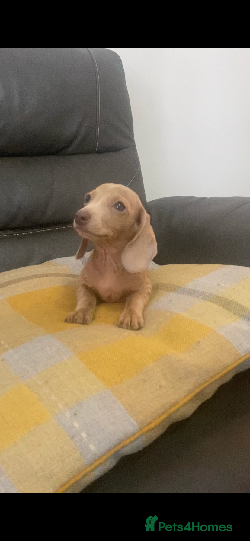 Miniature Dachshund dogs 2 stunning playful boys  - Advert 18