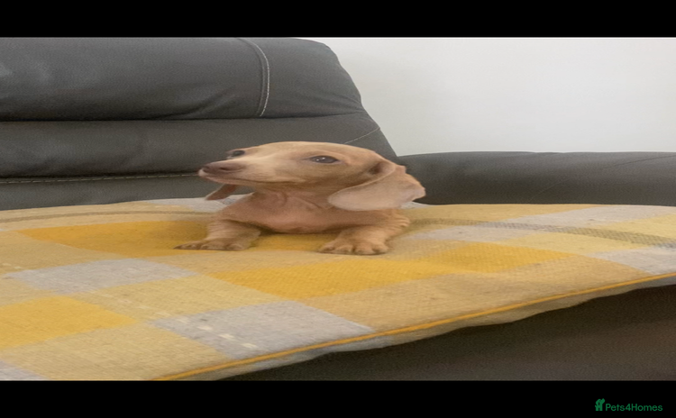 Miniature Dachshund dogs 2 stunning playful boys  - Advert 11