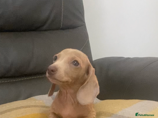 Miniature Dachshund dogs 2 stunning playful boys - Advert 10