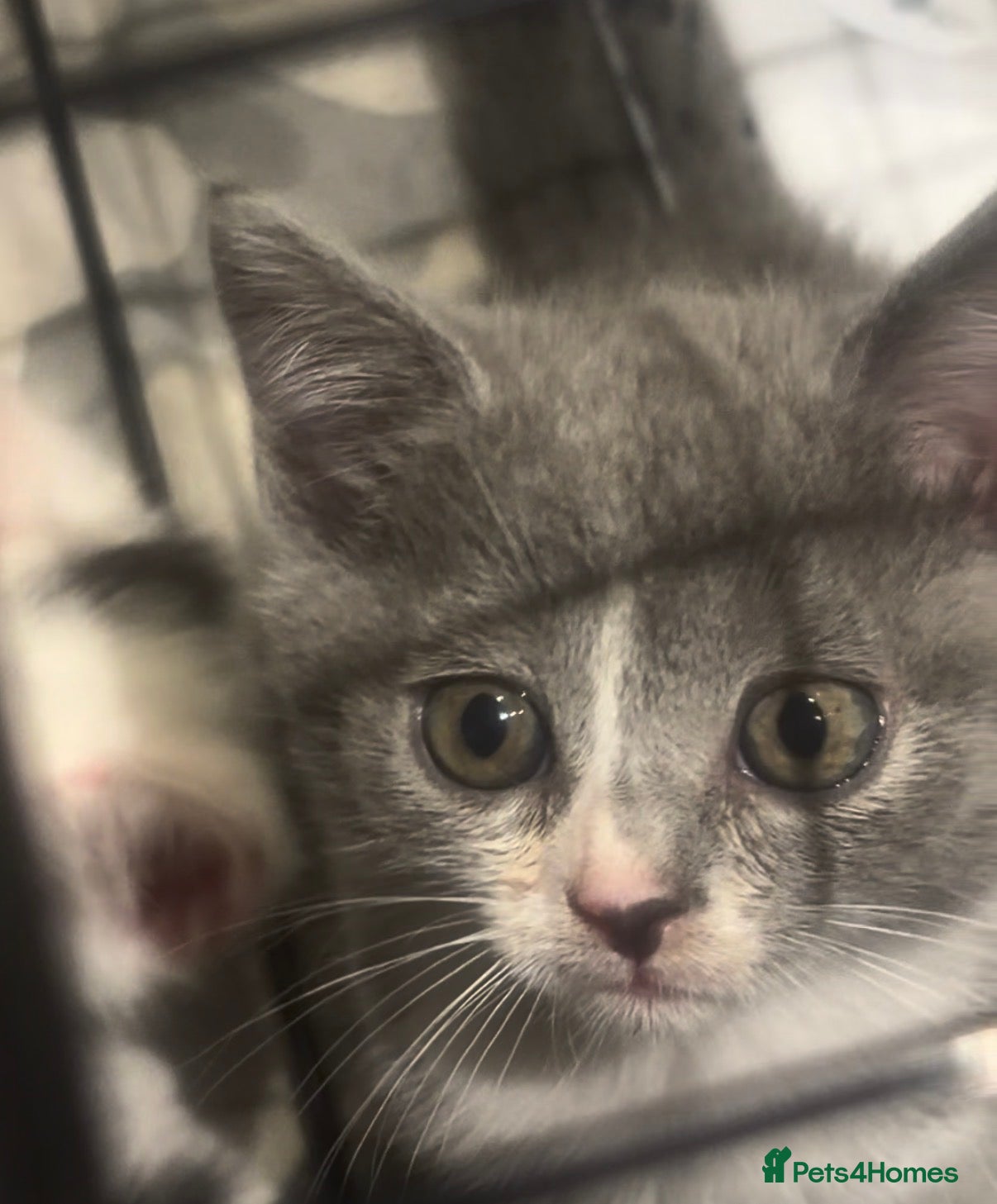 Mixed Breed cats  Mix British short hair kitten  - Advert 18