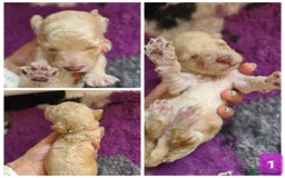 Cockapoo dogs for sale: F1b Cockapoos. Boys & Girls. DNA HEALTH TESTED - Image 8
