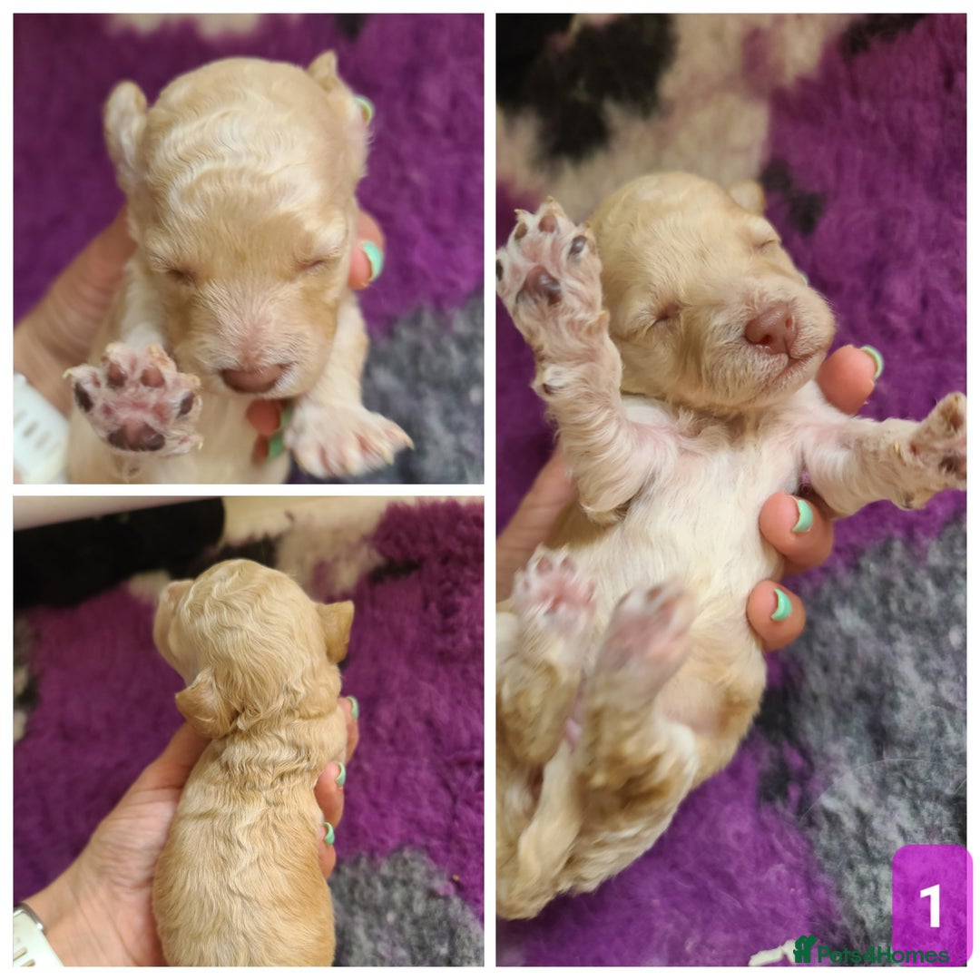 Cockapoo dogs for sale: F1b Cockapoos. Boys & Girls. DNA HEALTH TESTED - Image 8