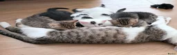 Mixed Breed cats for sale: 6 wonderful kittens  - Advert 12