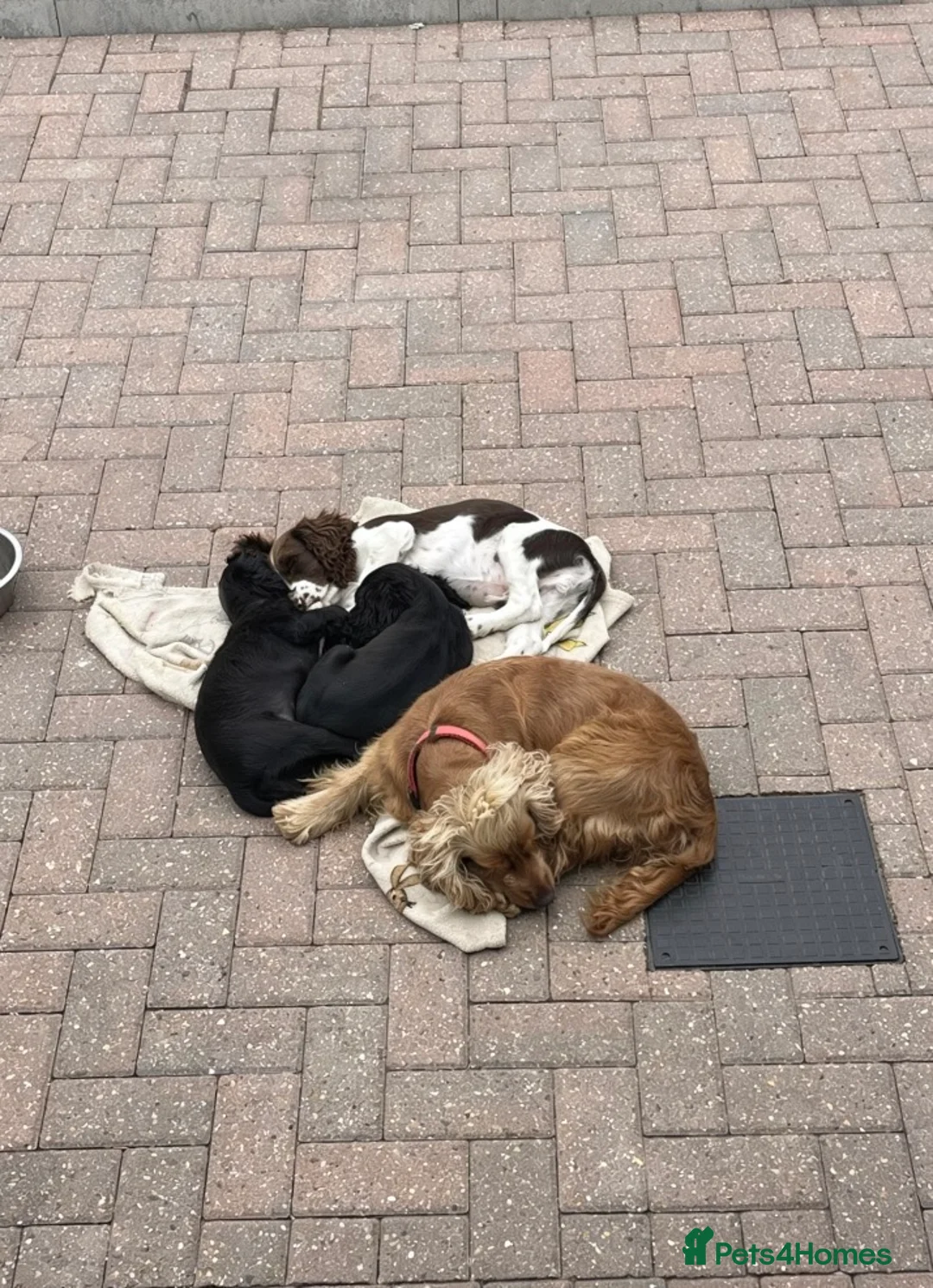 Cocker Spaniel dogs for sale: cockerspaniel puppies  - Advert 12