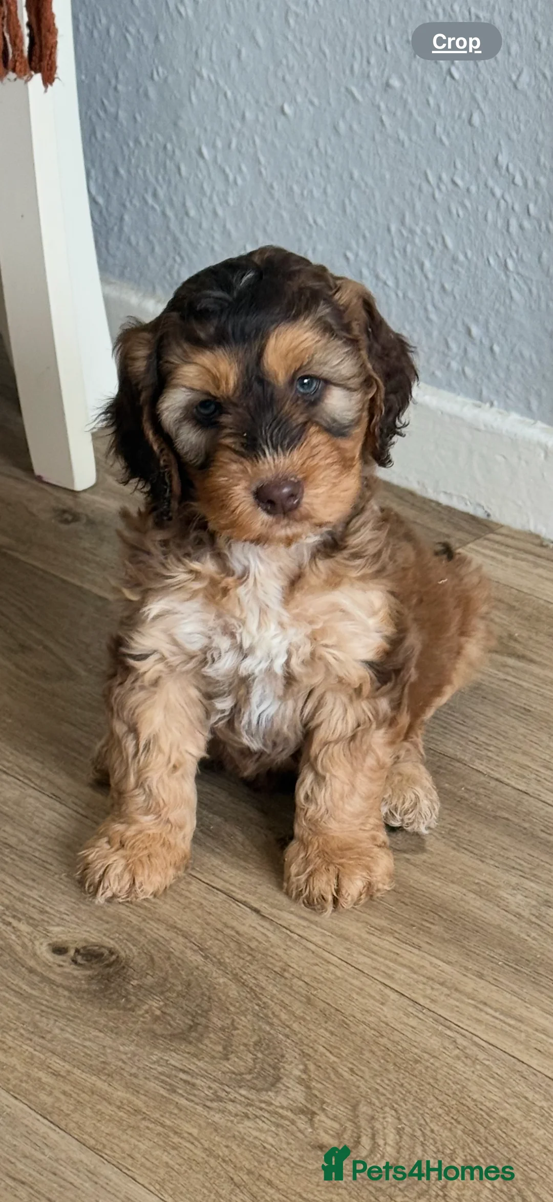 Miniature Poodle dogs for stud: Miniture poodle stud  in Marlborough - Advert 9