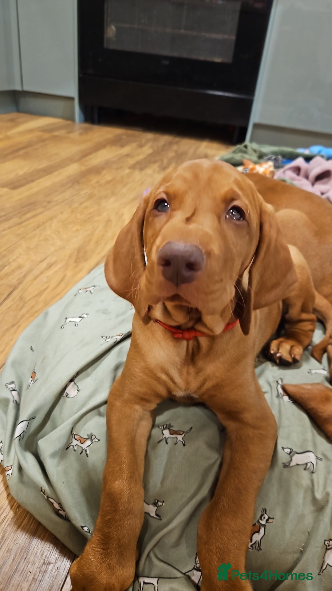 Hungarian Vizsla dogs for sale: 2 viz boys looking for loving homes - Image 21