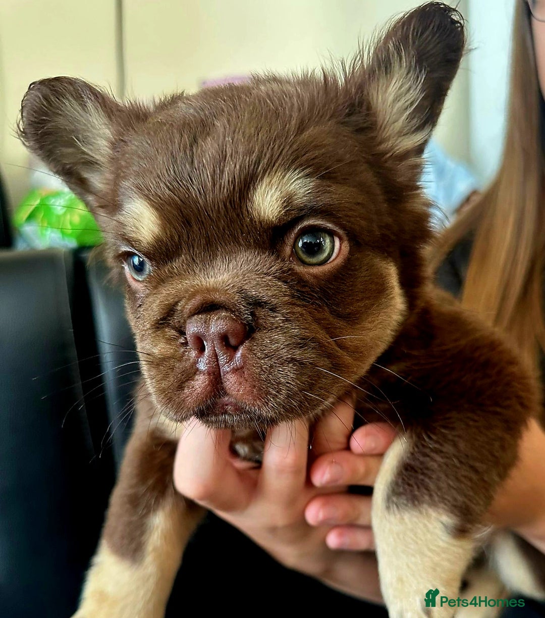 French Bulldog dogs for sale: Chocolate Rojo tan fluffy French bulldog  - Image 5