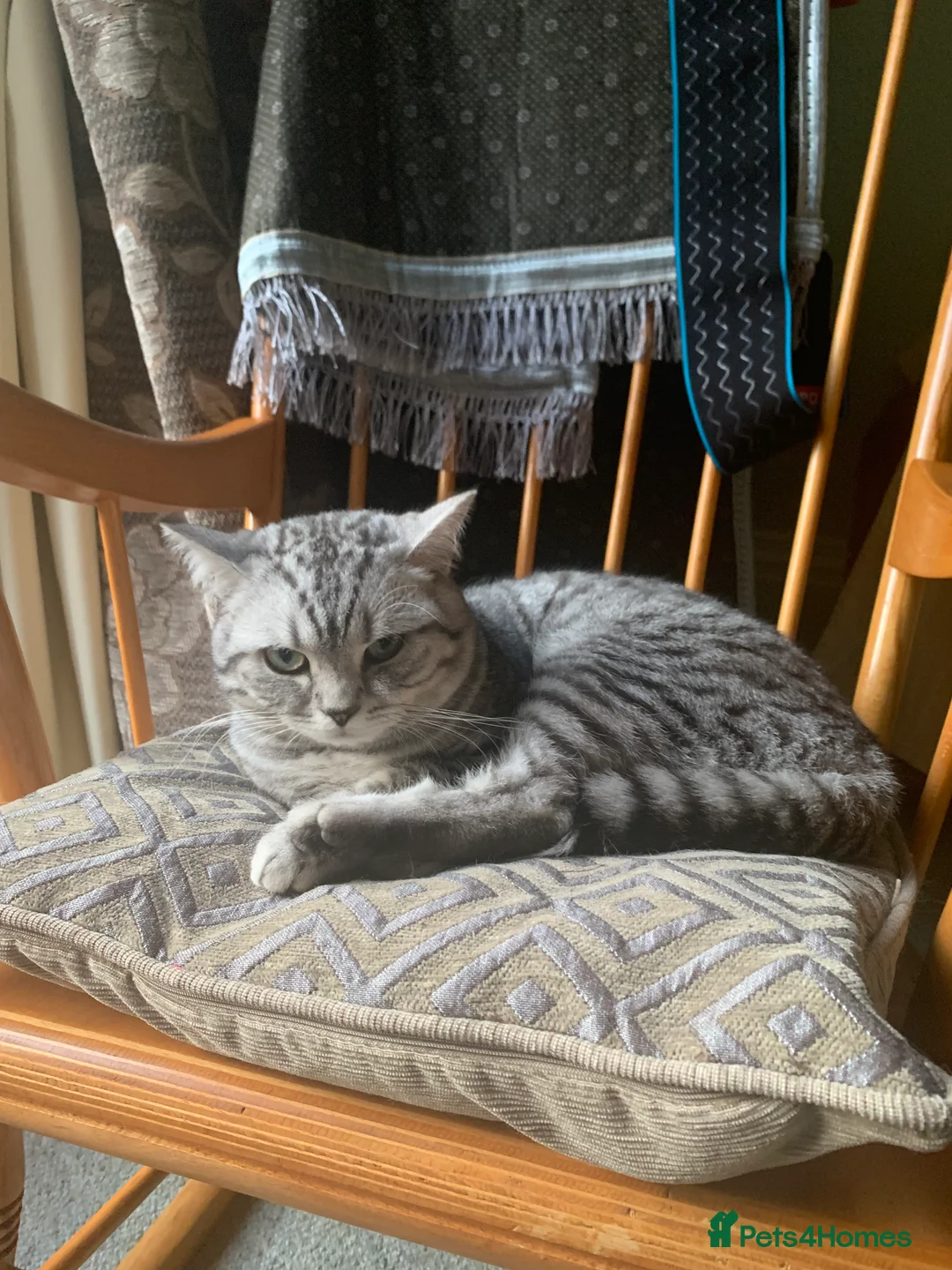 British Shorthair cats for sale: British shorthair - Advert 5