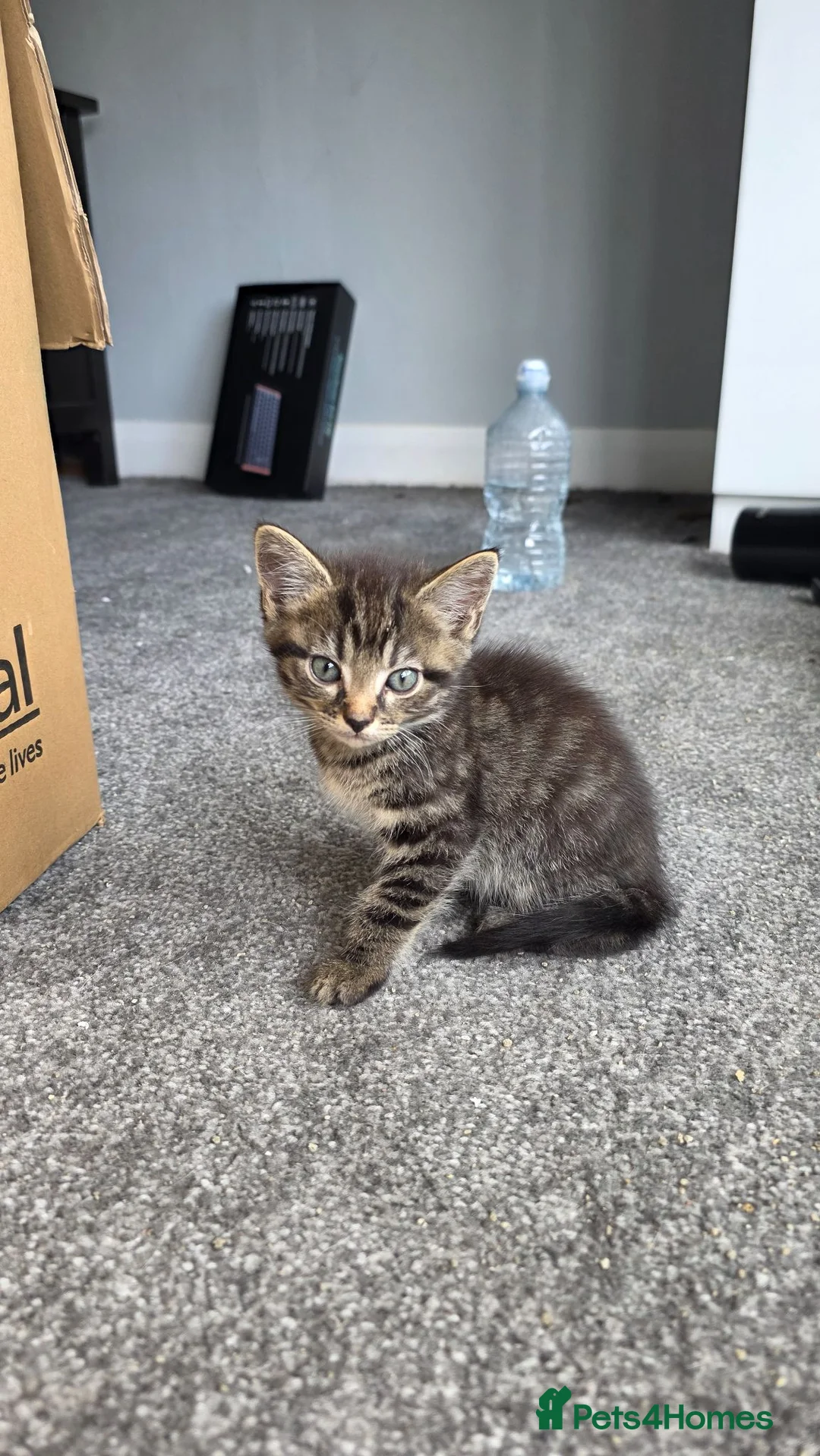 Domestic Shorthair cats for sale: Kittens for sale - Advert 9