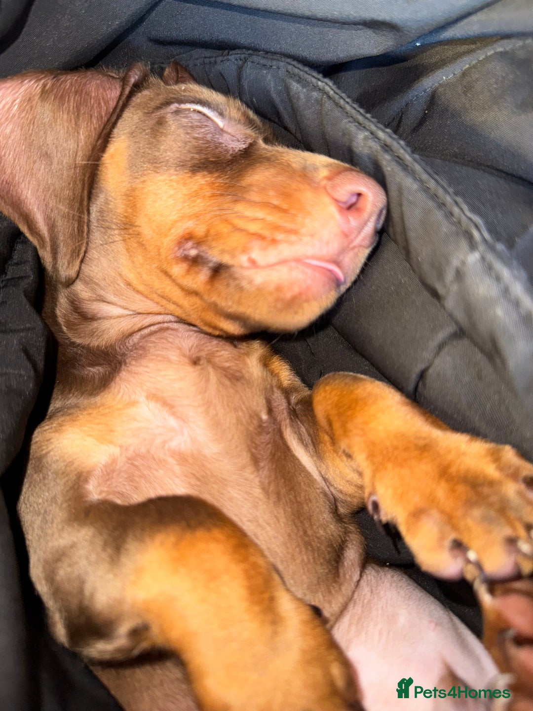 Miniature Dachshund dogs for sale: Rehome of Oliver - Advert 8