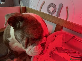 English Bulldog dogs - Advert 1