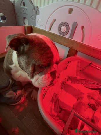 English Bulldog dogs - Advert 1