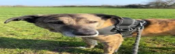 Mixed Breed dogs for adoption: Camel - Advert 4