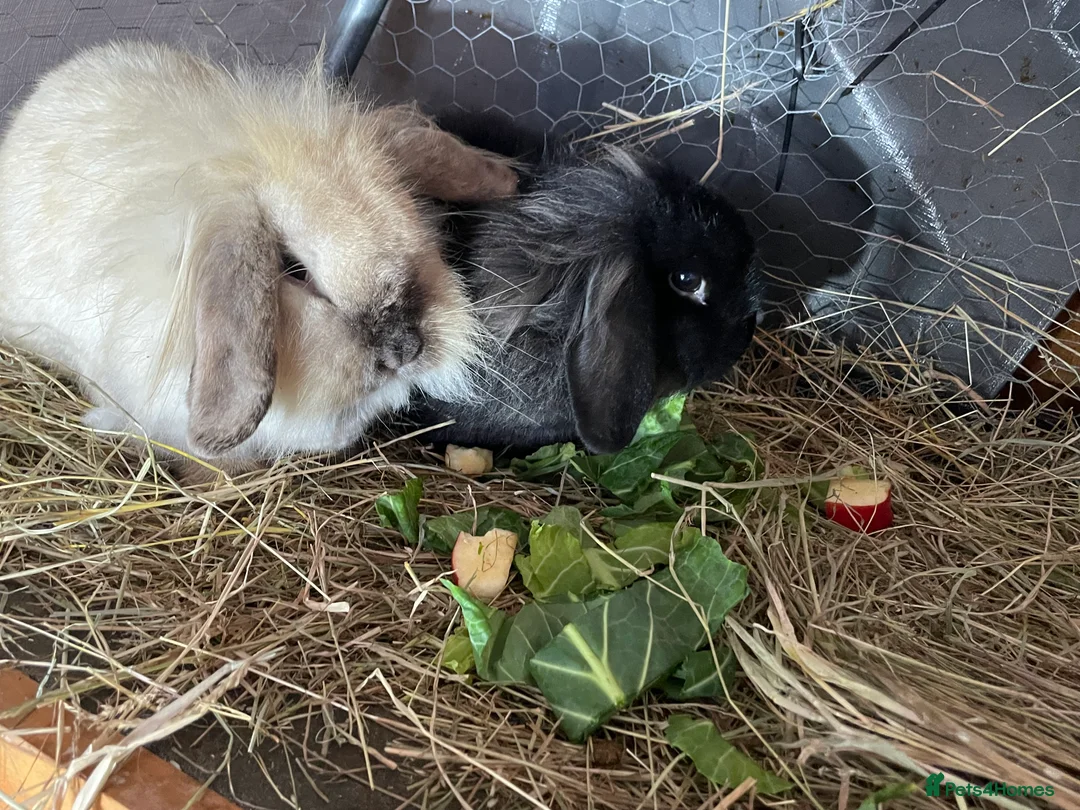 Mini Lion Lop rabbits for sale: Female bonded pair. Mini lion lops  - Advert 4