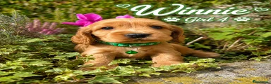 Cocker Spaniel 4