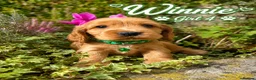 Cocker Spaniel dogs for sale: Show type Cocker spaniel pups- DAD DNA TESTED - Advert 8