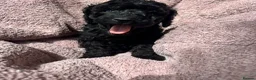 Miniature Poodle dogs for sale: Miniature poodles - Advert 11