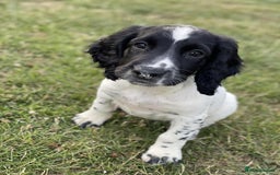 Sprocker dogs for sale: Working Sprocker Spaniel Puppy - Image 1