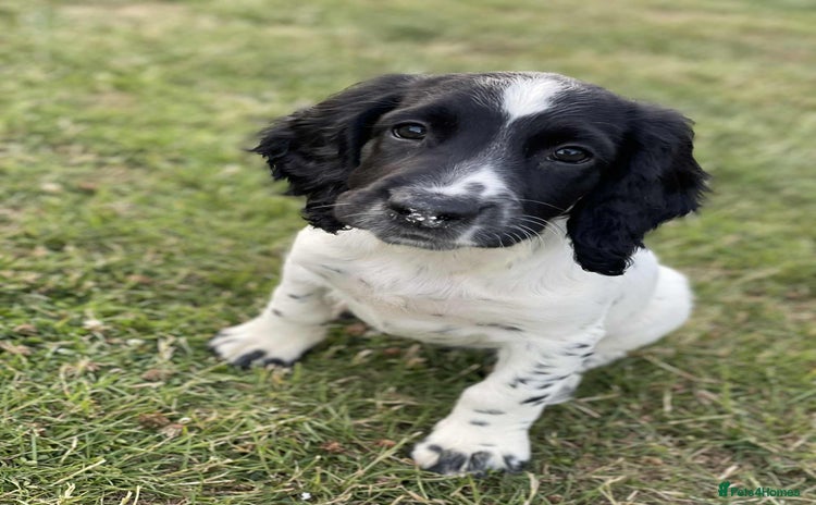Sprocker dogs - Advert 6