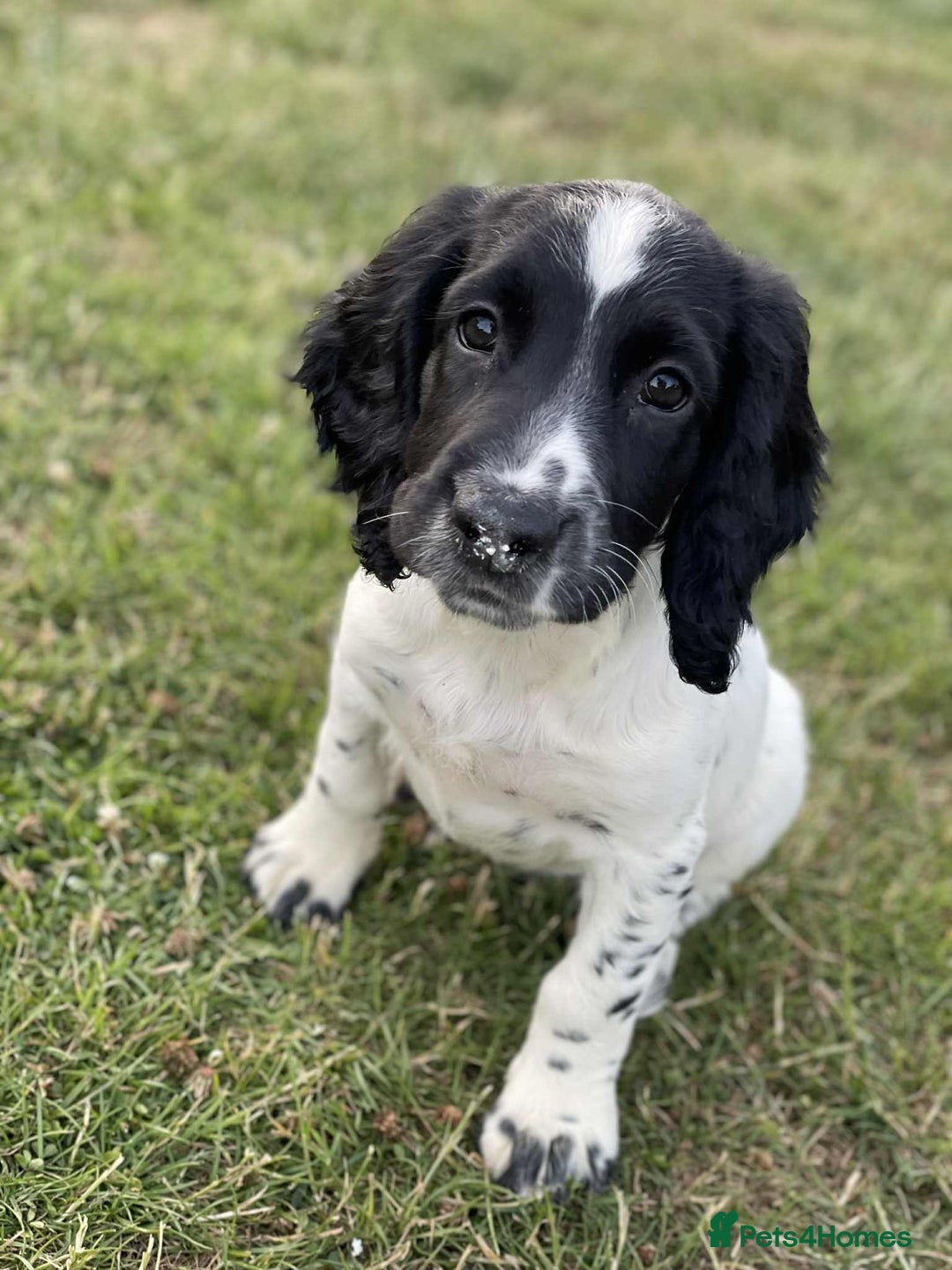Sprocker dogs for sale: Working Sprocker Spaniel Puppy - Image 1
