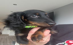 Miniature Dachshund dogs for sale: Pedigree Miniature Dachshund  - Image 37