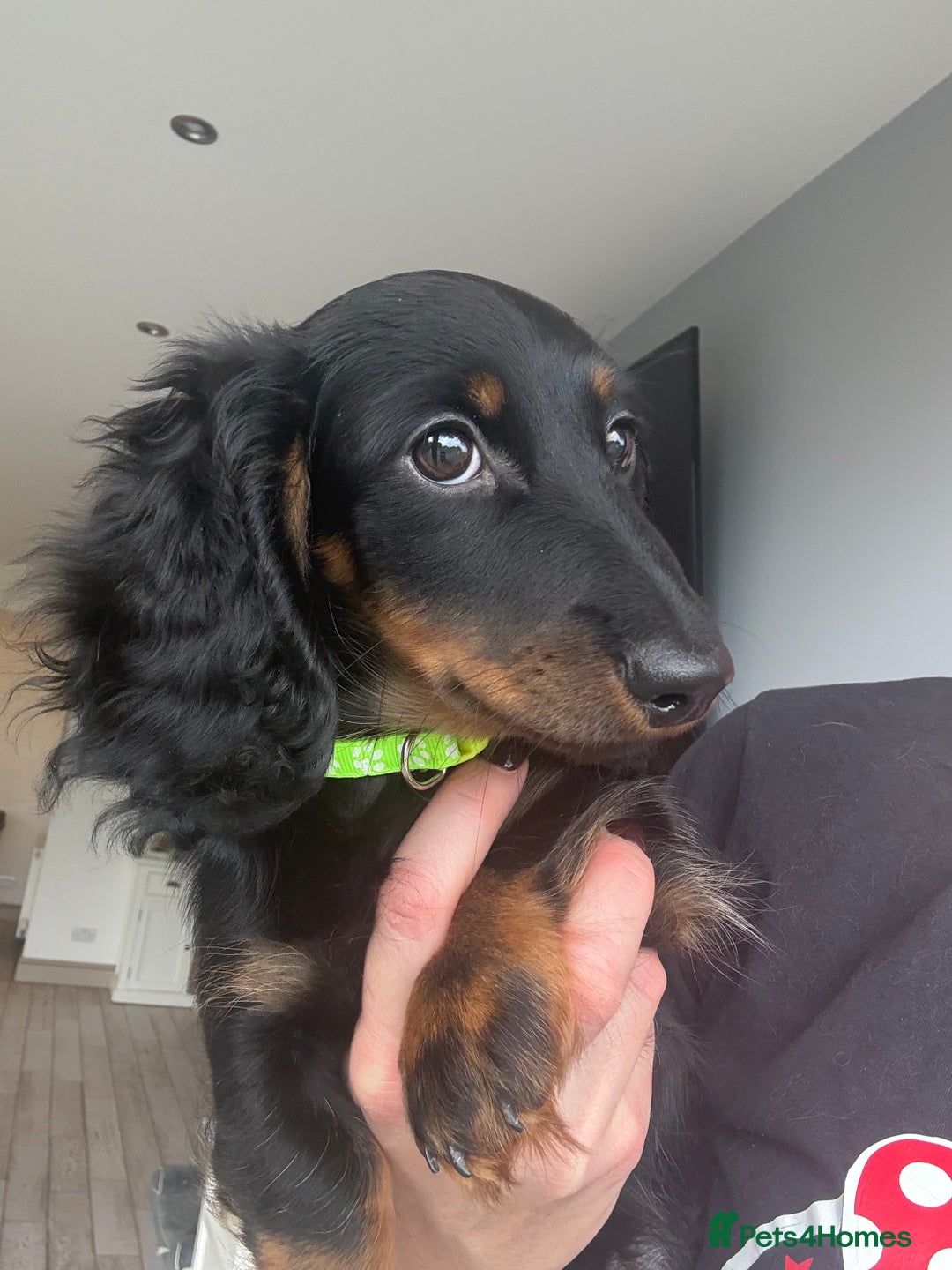 Miniature Dachshund dogs for sale: Pedigree Miniature Dachshund  - Image 37