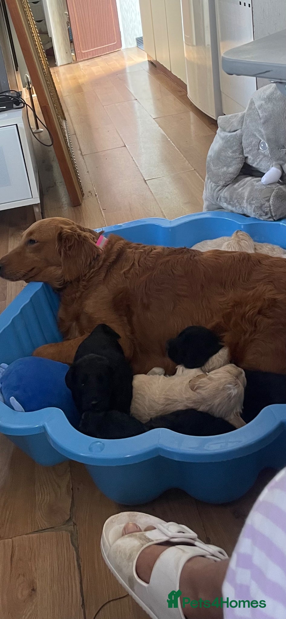 Mini Goldendoodle dogs Mini goldendoodles 3 fur babies remaining  - Advert 5