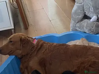 Mini Goldendoodle dogs Mini goldendoodles 3 fur babies remaining - Advert 5