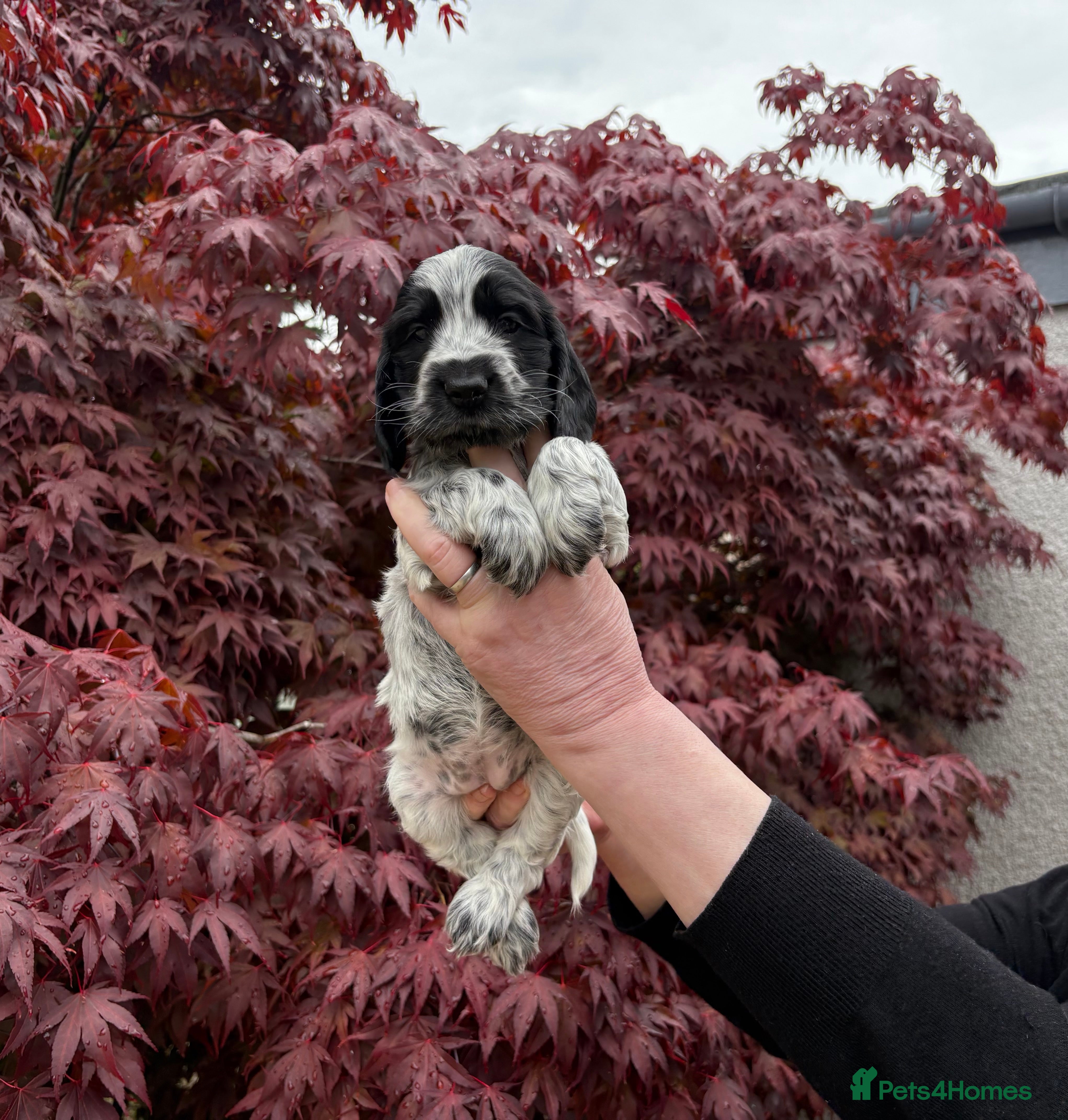 Cocker Spaniel dogs Mrs Linda McLaren - Advert 1