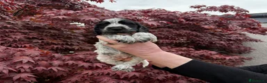 Cocker Spaniel 2