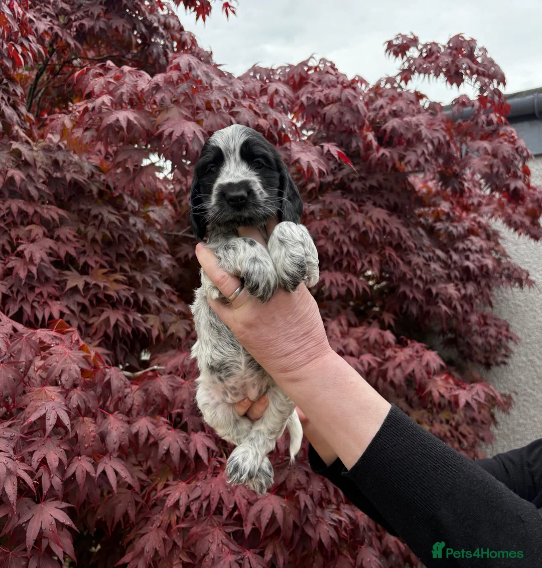 Cocker Spaniel dogs for sale: Mrs Linda McLaren - Advert 1