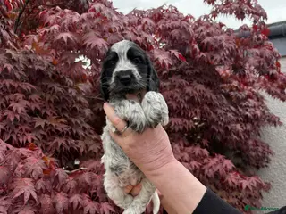 Cocker Spaniel dogs Mrs Linda McLaren - Advert 1
