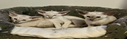 Siamese cats for sale: A litter of 3 beautiful Siamese kittens  - Advert 8