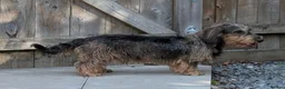 Dachshund dogs for stud: Kc Dachshund/Teckel Standard Wirehaired Stud - Advert 3