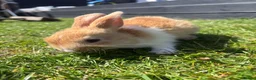 Mixed Breed rabbits for sale: Child friendly, Mixed breed rabbits  - Advert 12