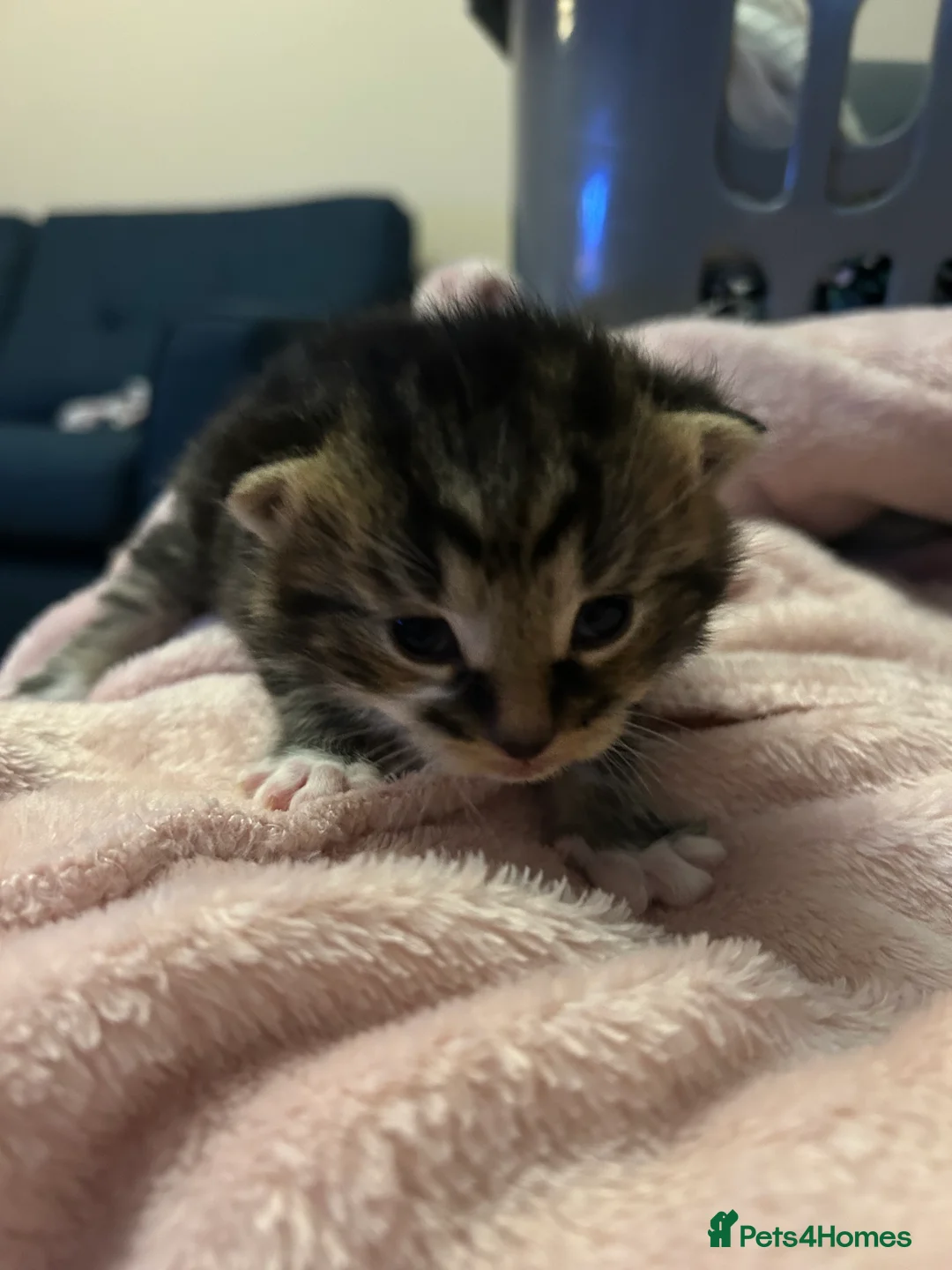 British Shorthair cats for sale: 3 adorable kittens for sale.  - Advert 2