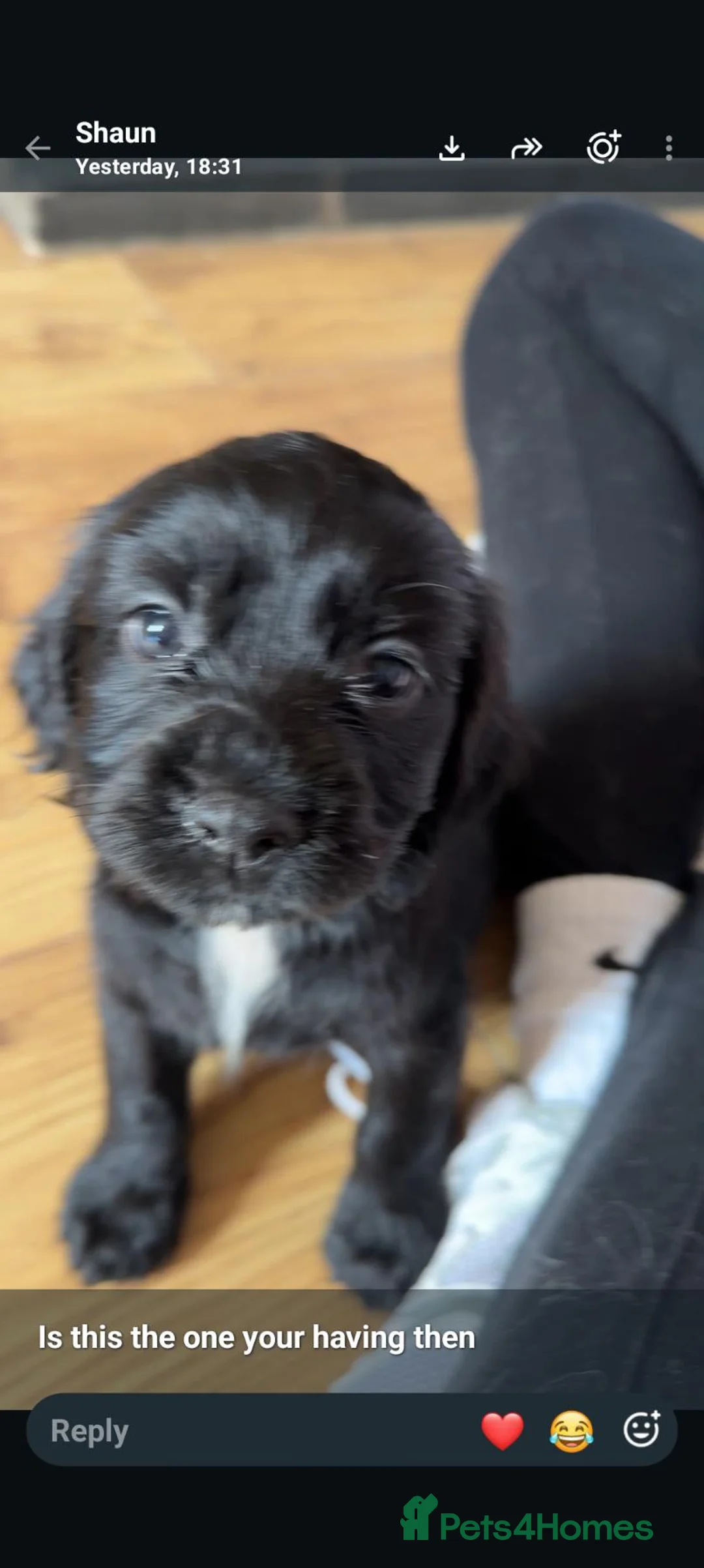 Cocker Spaniel dogs for sale: Female cocker pupp - Advert 1