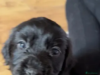 Cocker Spaniel dogs Female cocker pupp - Advert 2