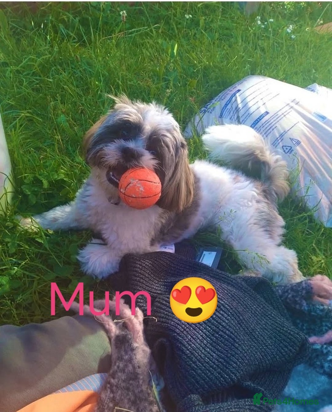 Shih Tzu dogs for sale: Adorable shih tzu puppy's  - Image 7